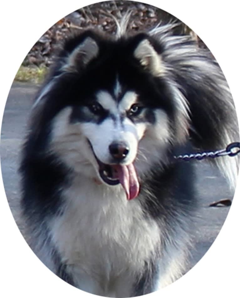 Padfoot, a Siberian Husky tested with EmbarkVet.com