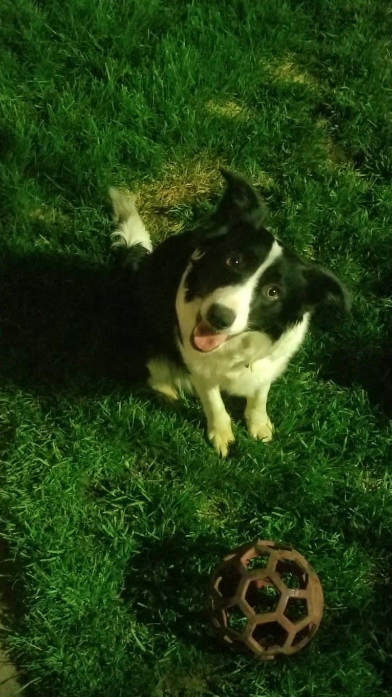 Willow, an Australian Shepherd and Border Collie mix tested with EmbarkVet.com