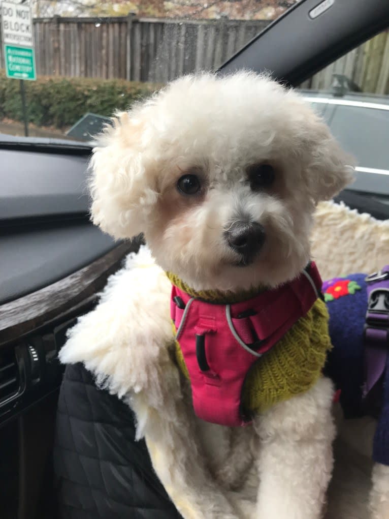 YUMI, a Maltipoo tested with EmbarkVet.com