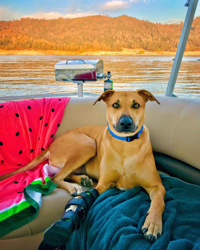 Cooper, a Catahoula Leopard Dog and Border Collie mix tested with EmbarkVet.com