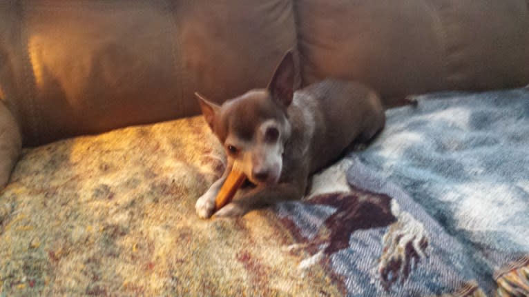Bubby, a Chihuahua tested with EmbarkVet.com