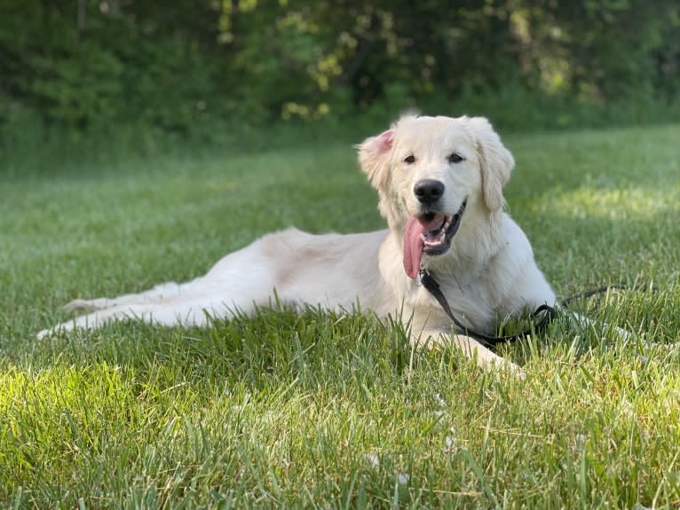 Whuzi, a Golden Retriever tested with EmbarkVet.com