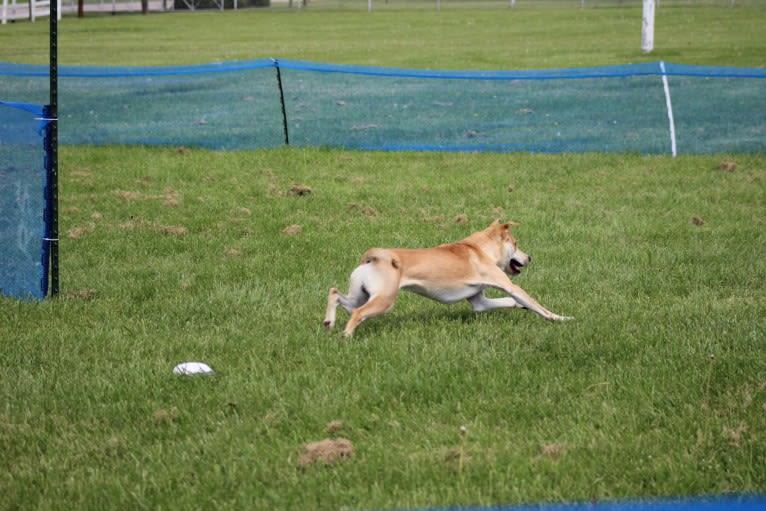 Loomy, a Carolina Dog tested with EmbarkVet.com