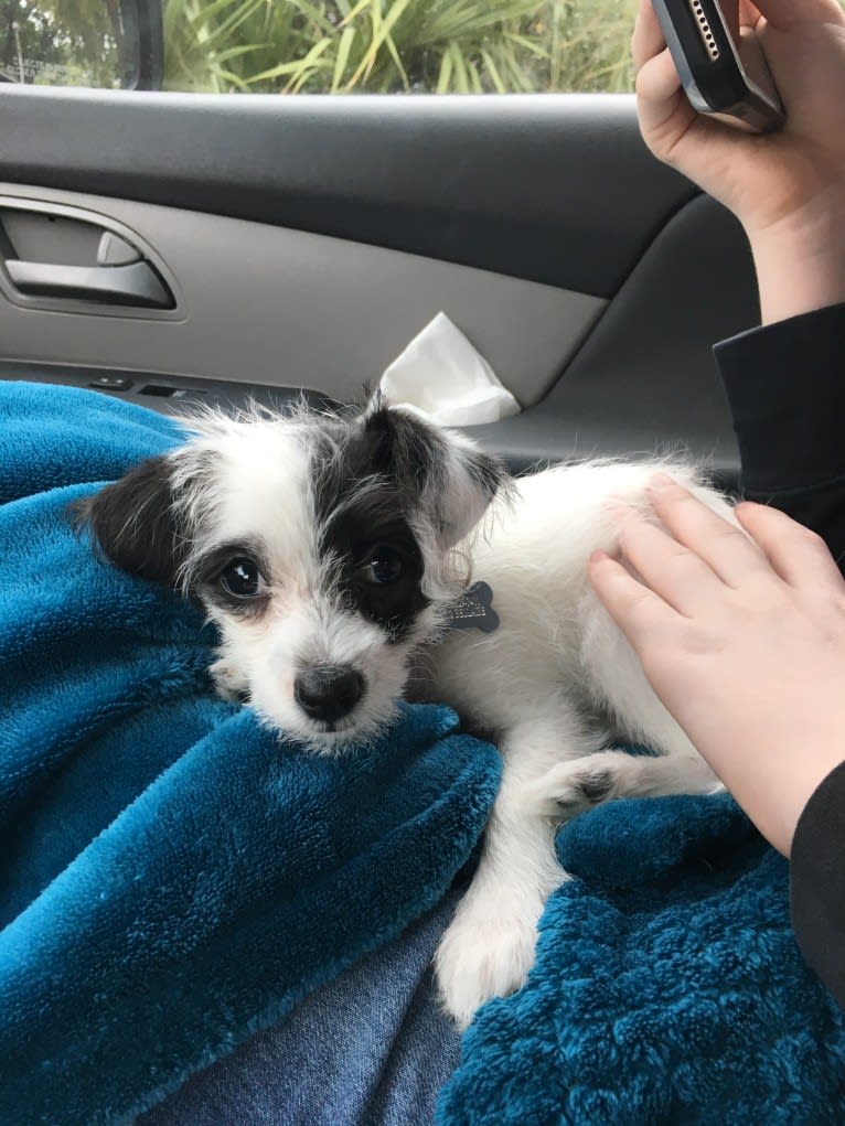 Maltese poodle chihuahua mix new arrivals