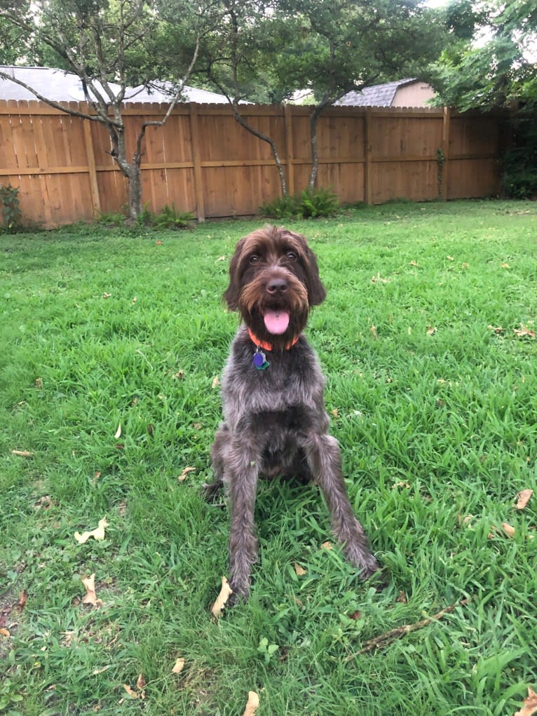 Whiskey, a Wirehaired Pointing Griffon tested with EmbarkVet.com