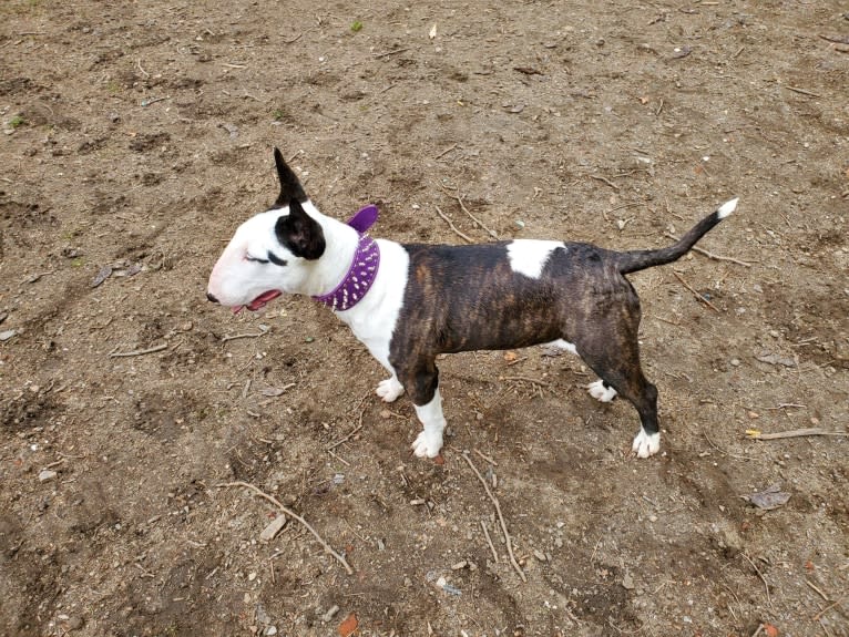 Nala, a Bull Terrier tested with EmbarkVet.com