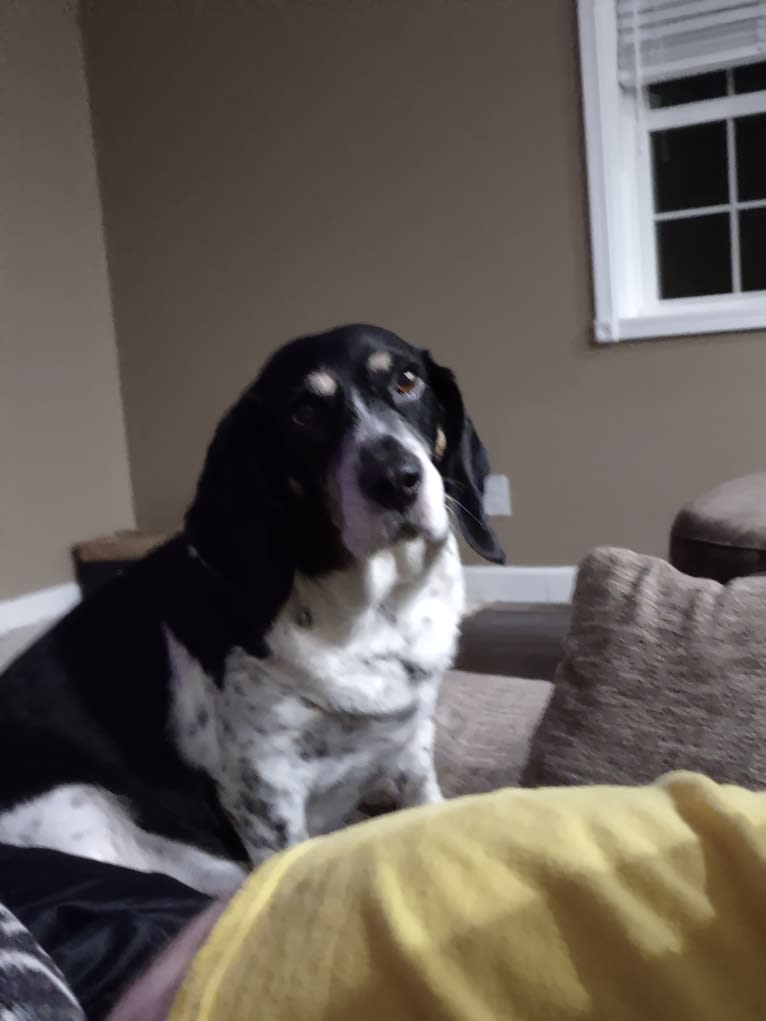 Donnie, a Beagle tested with EmbarkVet.com