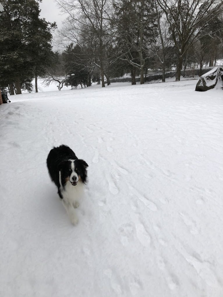 Tucker, an Australian Shepherd tested with EmbarkVet.com