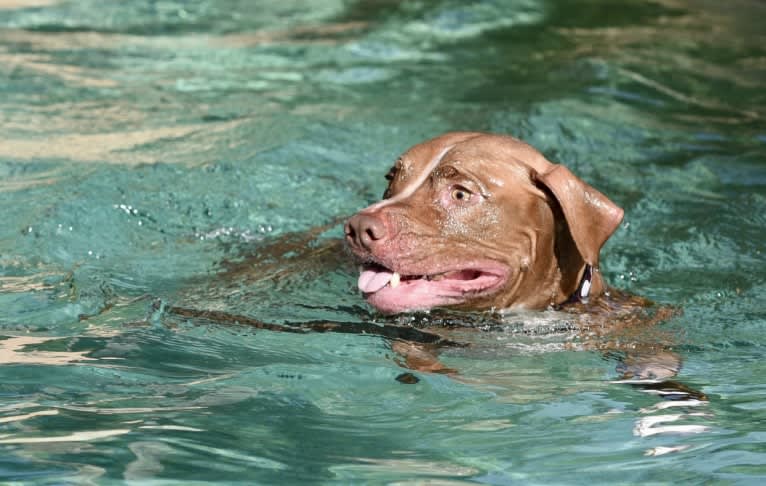 Kovu, an American Pit Bull Terrier tested with EmbarkVet.com