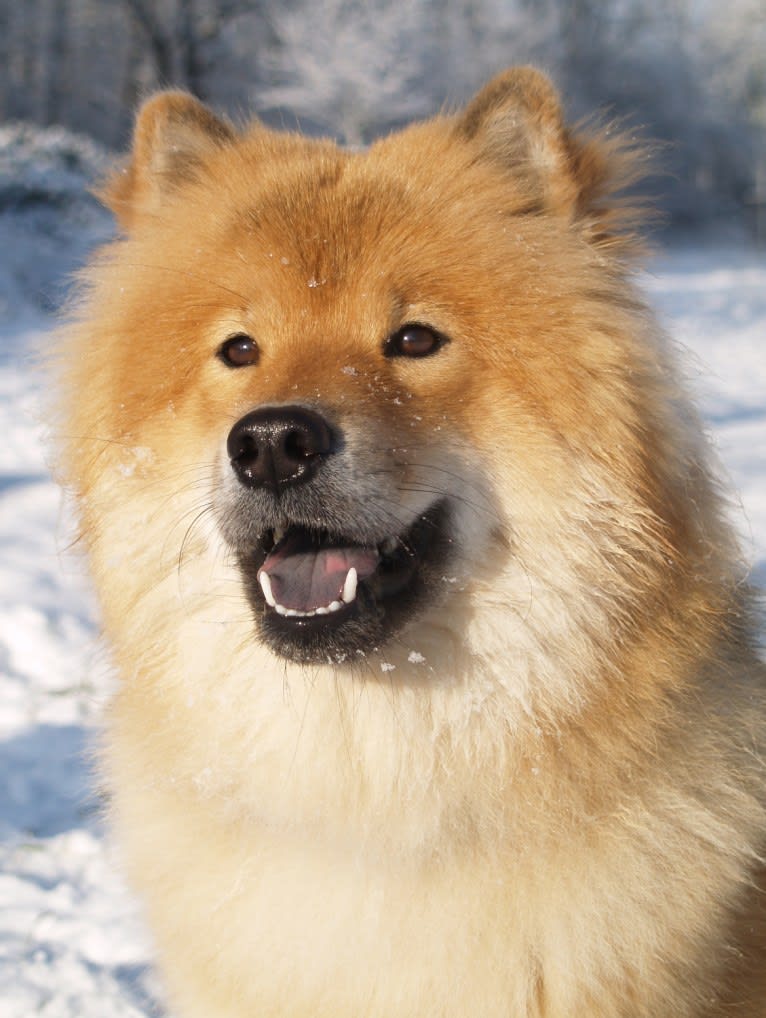 Mini, an Eurasier tested with EmbarkVet.com