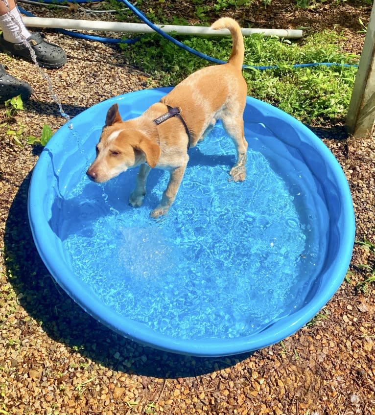 Lou, an Australian Cattle Dog and Australian Shepherd mix tested with EmbarkVet.com