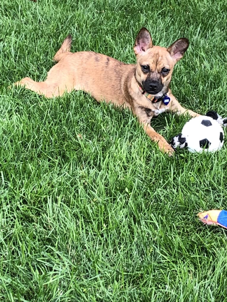 Ruthie, a Rat Terrier and Chihuahua mix tested with EmbarkVet.com