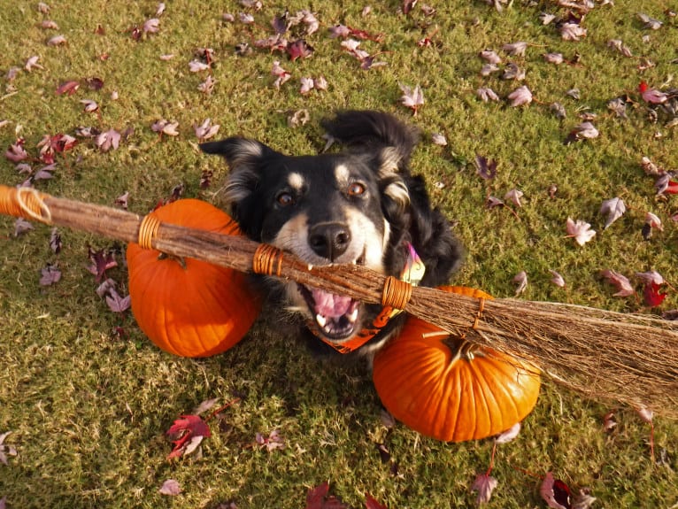 Maple, an English Shepherd tested with EmbarkVet.com