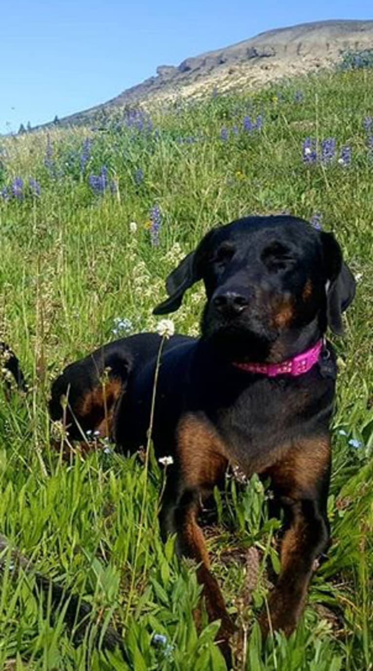 Cricket, a Rhodesian Ridgeback and Plott mix tested with EmbarkVet.com