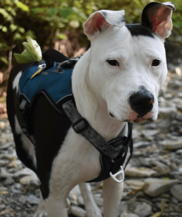 Kaalia, an American Pit Bull Terrier tested with EmbarkVet.com