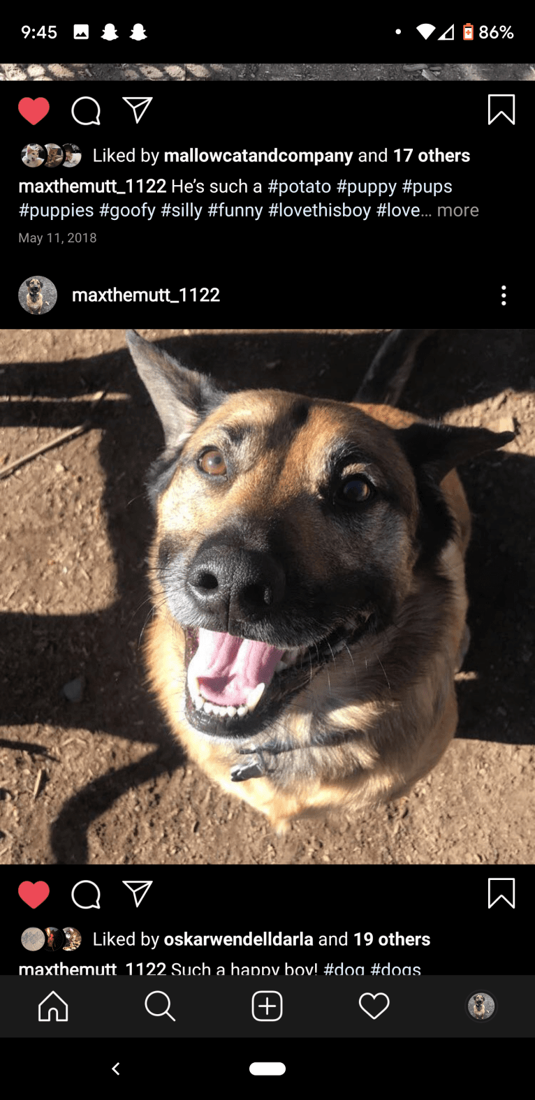 Max, a German Shepherd Dog and Chow Chow mix tested with EmbarkVet.com