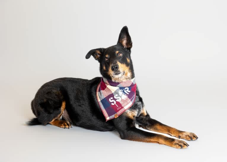 Buster, an Australian Cattle Dog and American Eskimo Dog mix tested with EmbarkVet.com