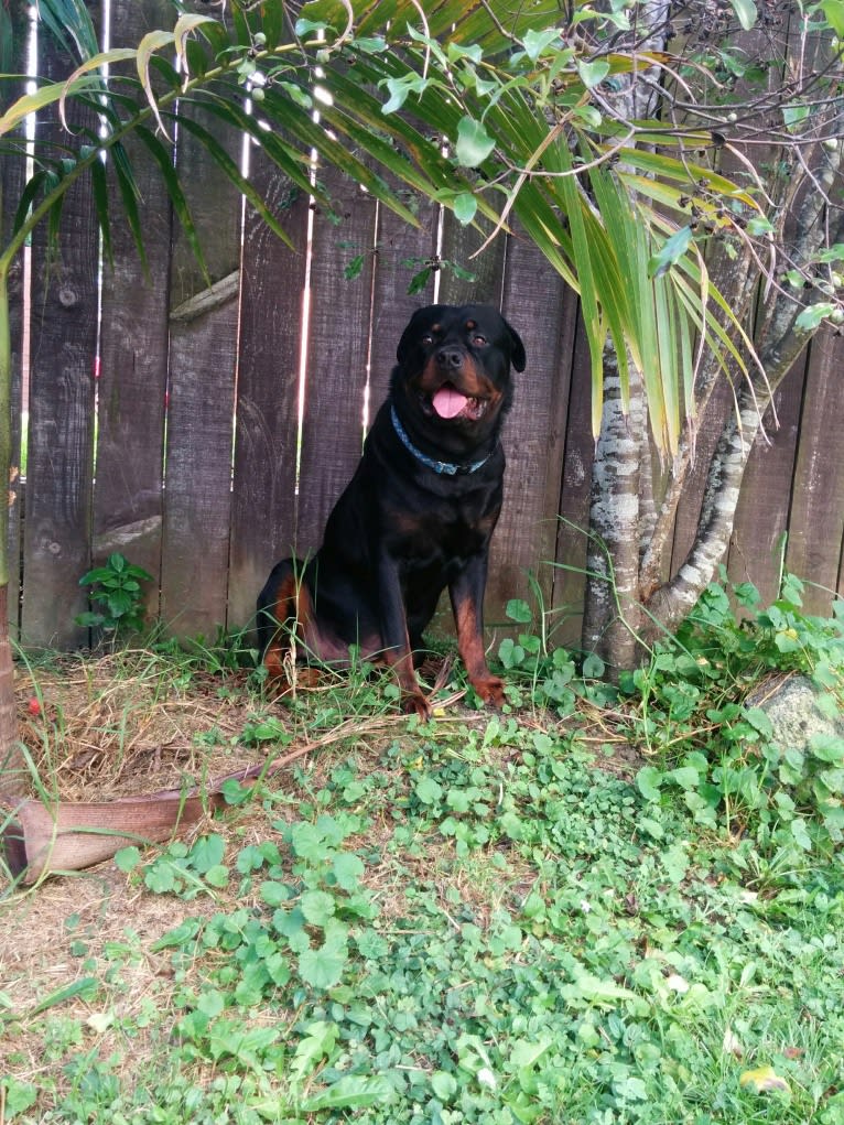 Marlo, a Rottweiler tested with EmbarkVet.com