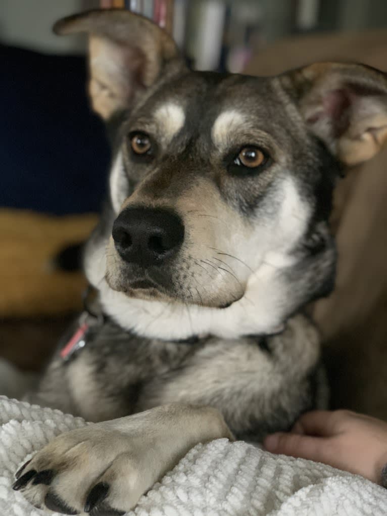 Bear, an Australian Cattle Dog and Cocker Spaniel mix tested with EmbarkVet.com