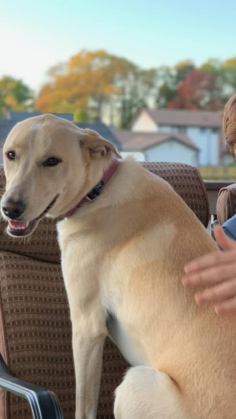 Charlie Allie, a Great Pyrenees and American Pit Bull Terrier mix tested with EmbarkVet.com