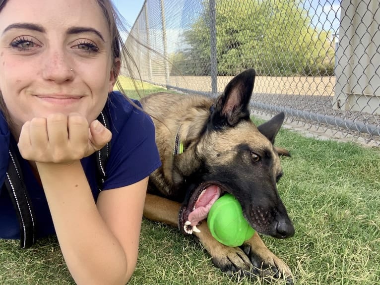 Malko, a Belgian Shepherd tested with EmbarkVet.com