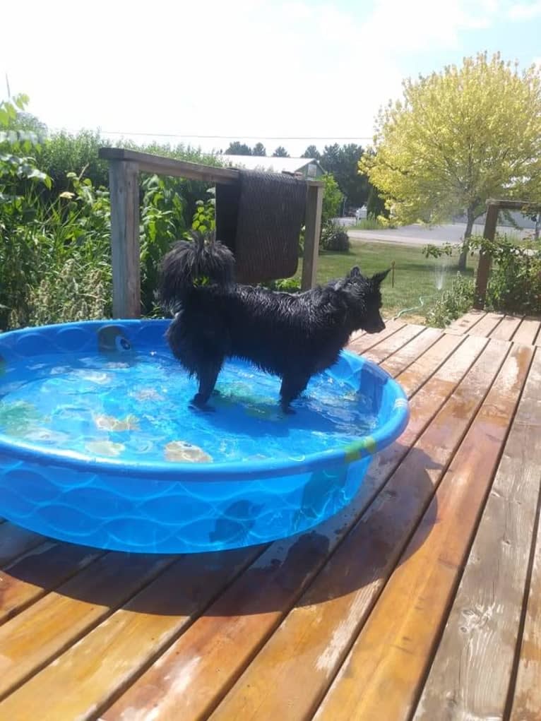 Odin 'stinky butt' Mussatti, an Australian Cattle Dog tested with EmbarkVet.com