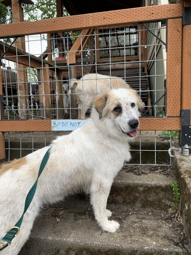 Moo Moo, a Great Pyrenees and German Shepherd Dog mix tested with EmbarkVet.com
