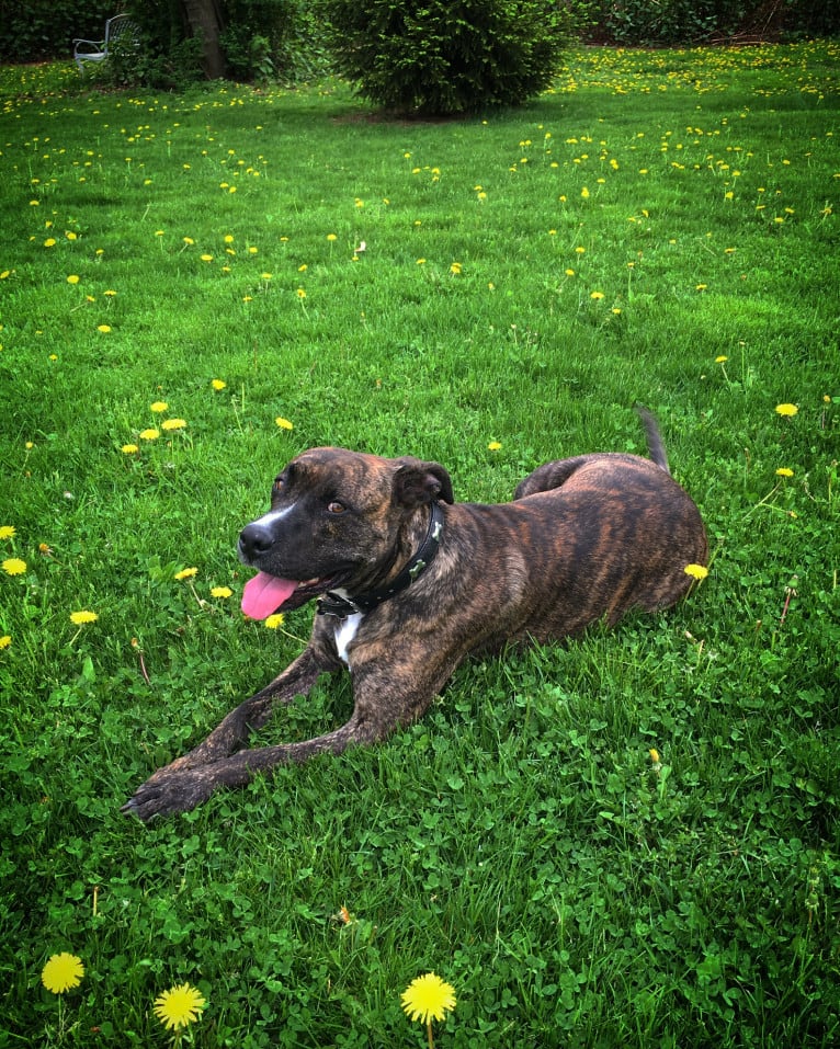 Bourbon, an American Pit Bull Terrier and Bulldog mix tested with EmbarkVet.com