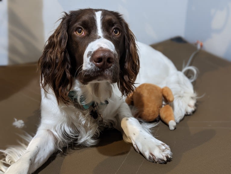 Alfie, an English Springer Spaniel tested with EmbarkVet.com