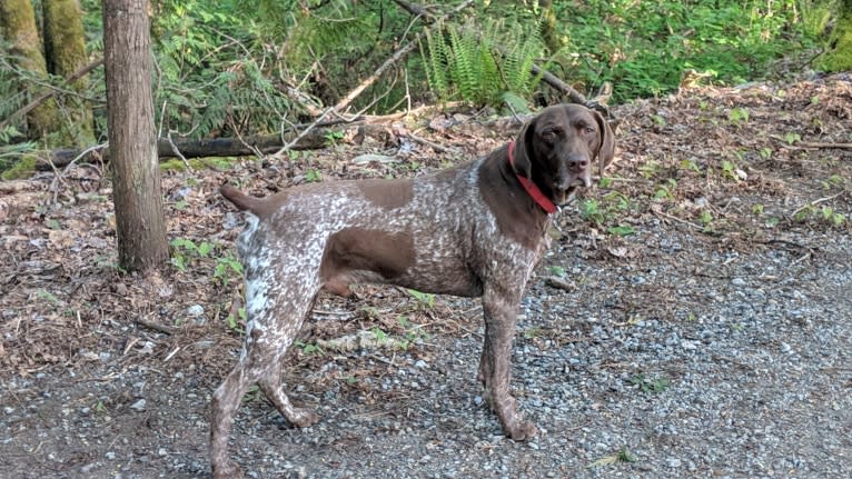 Mick, a German Shorthaired Pointer tested with EmbarkVet.com