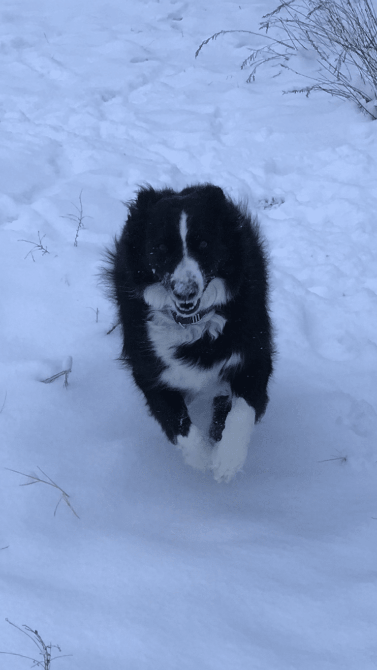 Tripp, an Australian Shepherd tested with EmbarkVet.com