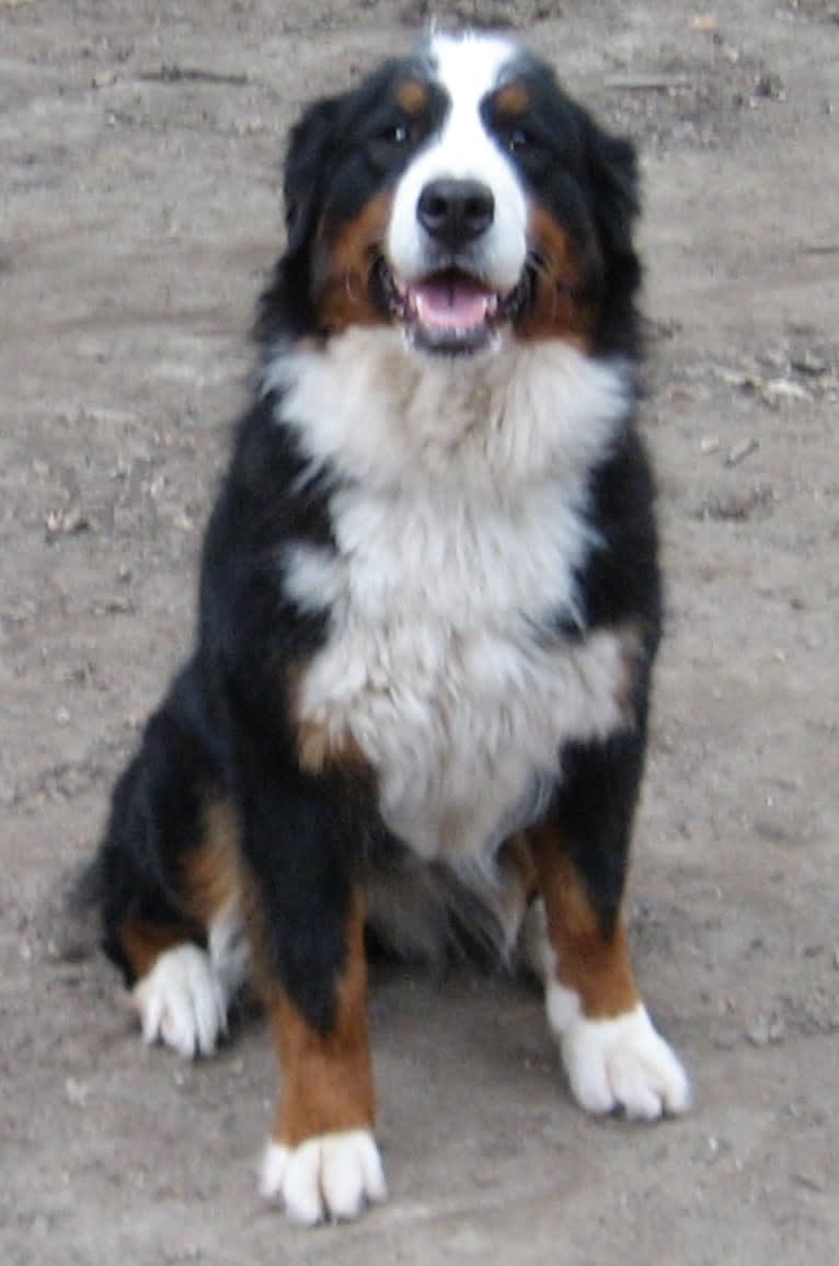 Zelda, a Bernese Mountain Dog tested with EmbarkVet.com