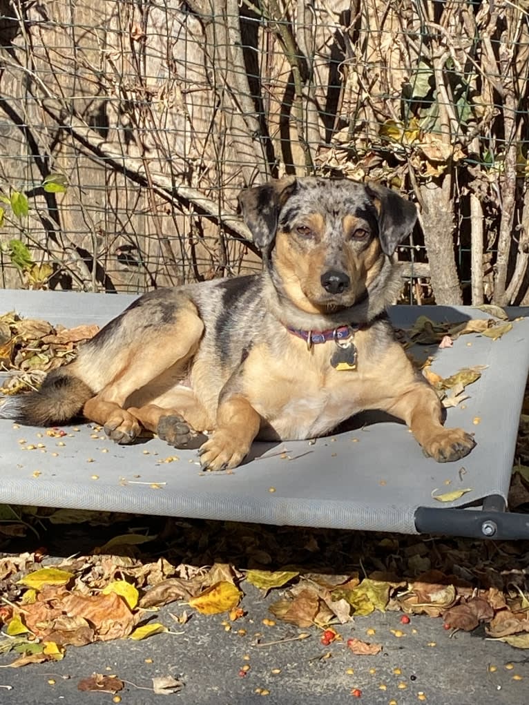 D.D., a Chihuahua and American Pit Bull Terrier mix tested with EmbarkVet.com