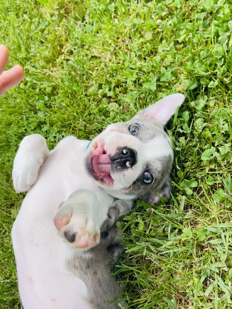 Aurinko, a Boston Terrier tested with EmbarkVet.com