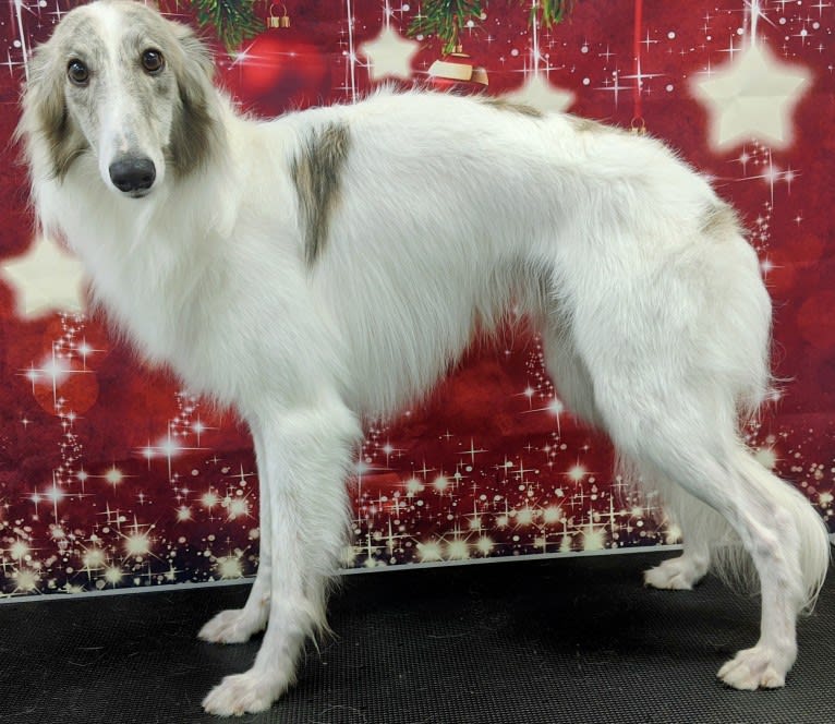 Sigi, a Silken Windhound tested with EmbarkVet.com