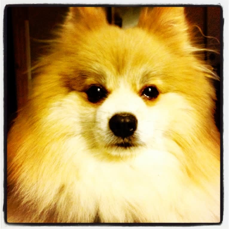 Techno, a Pomeranian tested with EmbarkVet.com