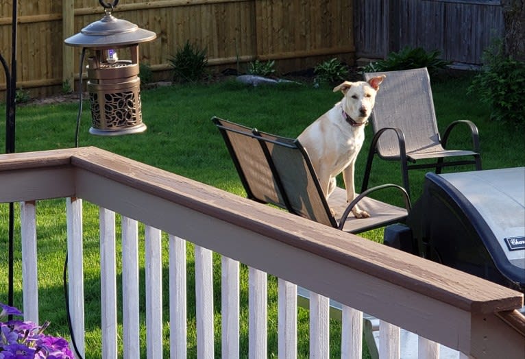 Charlie Allie, a Great Pyrenees and American Pit Bull Terrier mix tested with EmbarkVet.com