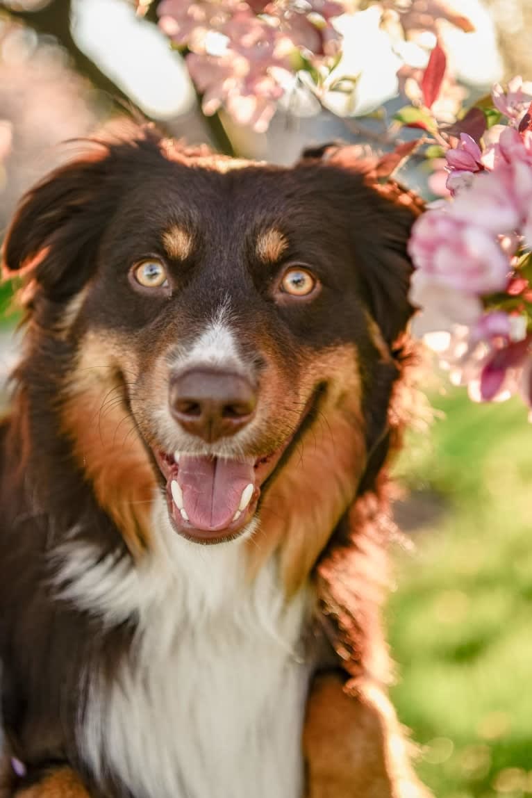 Santo, an Australian Shepherd tested with EmbarkVet.com