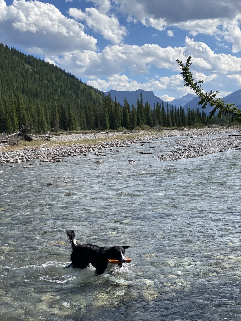 Deacon, a Border Collie tested with EmbarkVet.com