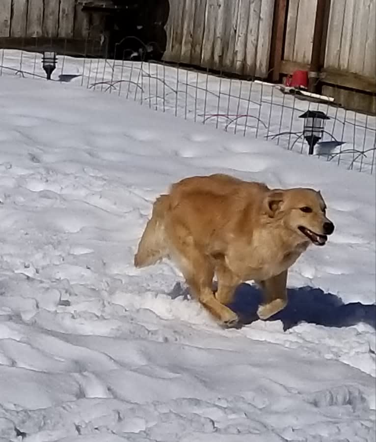 WC's Little Miss Hot Cakes "Bindi", a Golden Retriever tested with EmbarkVet.com