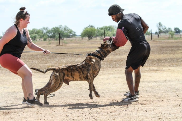 Jäger, a Perro de Presa Canario tested with EmbarkVet.com