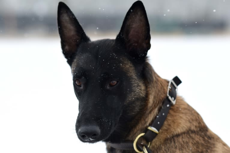 Maverick, a Belgian Shepherd tested with EmbarkVet.com