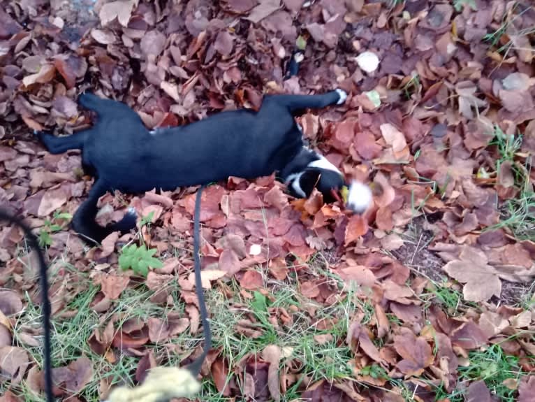 Whisky, an Australian Shepherd and Dalmatian mix tested with EmbarkVet.com