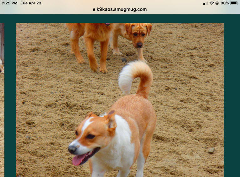 Mabel, an Australian Cattle Dog and Chow Chow mix tested with EmbarkVet.com