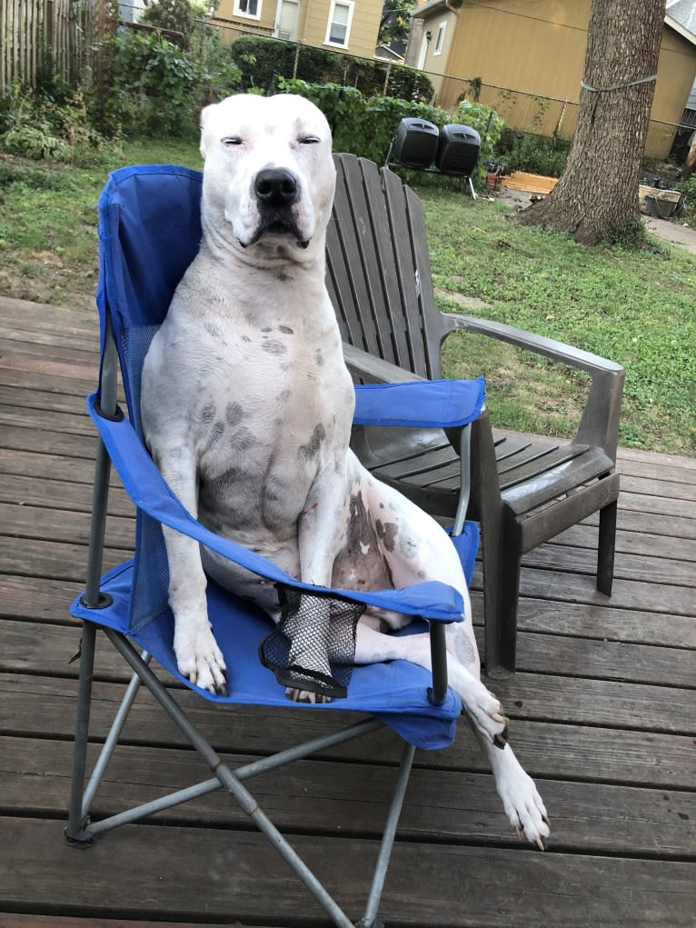 Auggie, an American Pit Bull Terrier and American Staffordshire Terrier mix tested with EmbarkVet.com