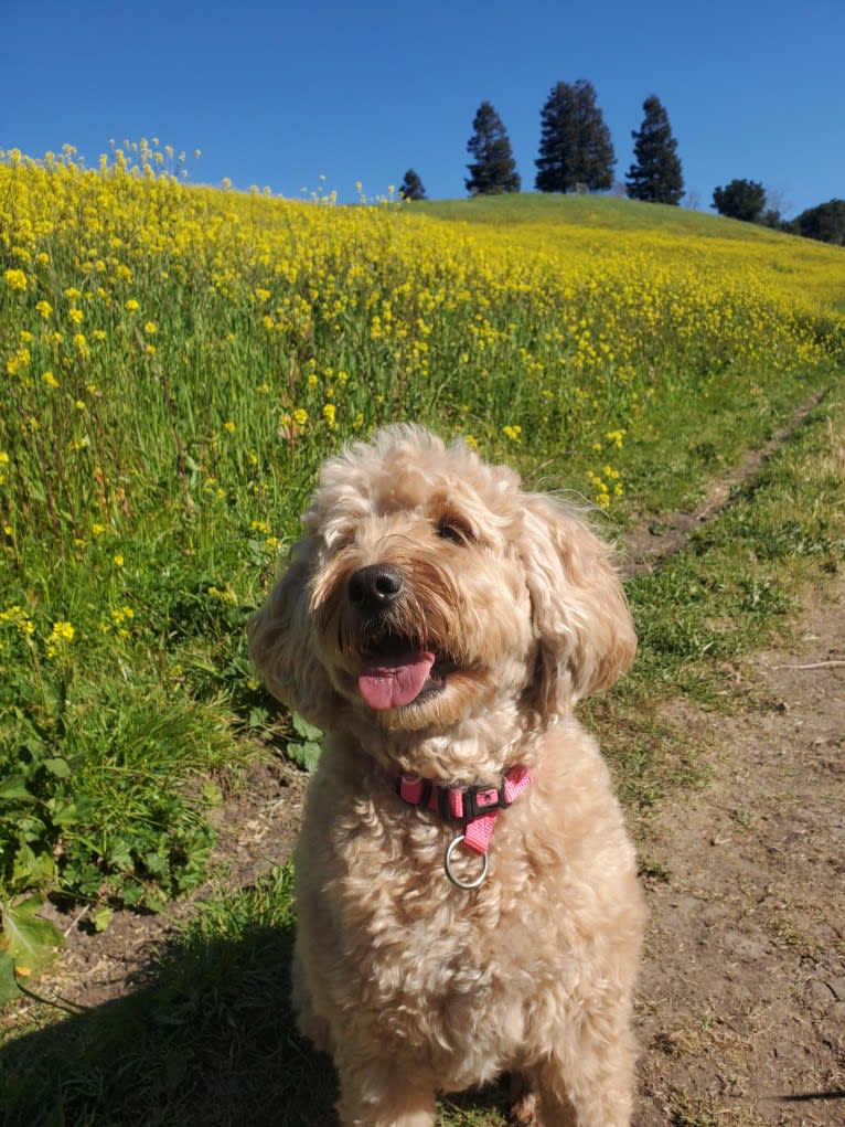 Jazzy, a Poodle (Small) and Poodle (Standard) mix tested with EmbarkVet.com