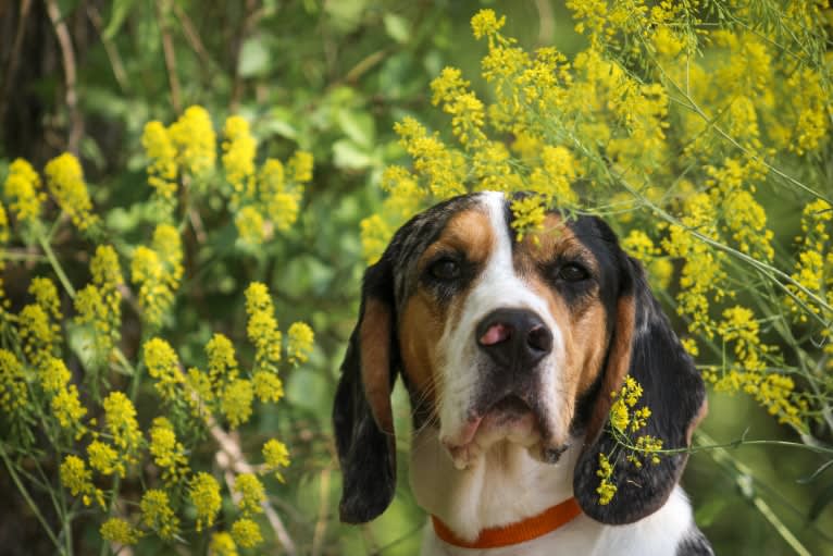 Renegade, an American English Coonhound and Cocker Spaniel mix tested with EmbarkVet.com