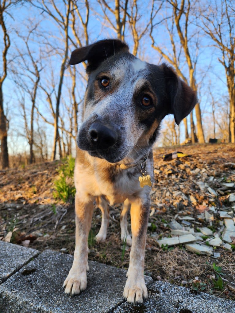 Nash, an Australian Shepherd and Labrador Retriever mix tested with EmbarkVet.com