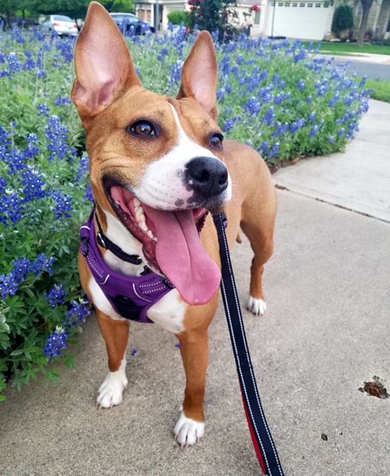 Zora, an American Pit Bull Terrier and American Staffordshire Terrier mix tested with EmbarkVet.com