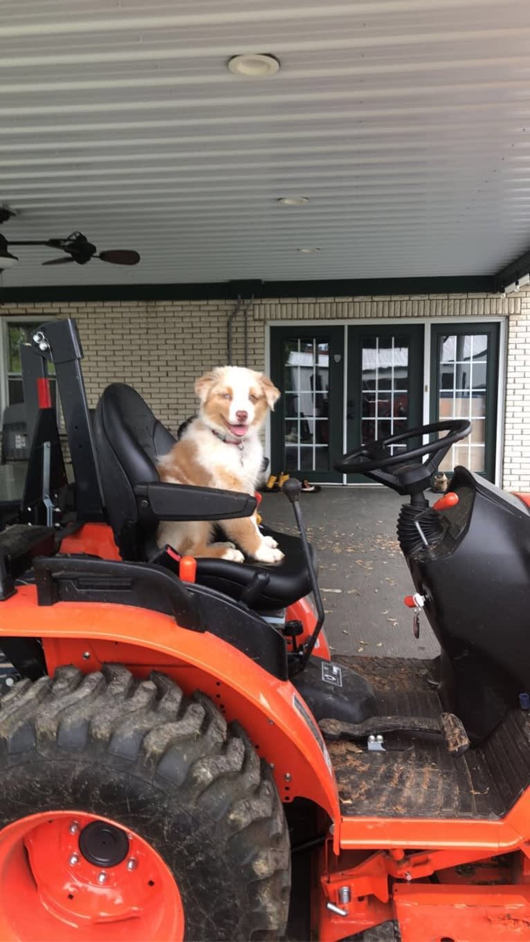 Laika, an Australian Shepherd tested with EmbarkVet.com